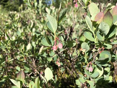 Vaccinium uliginosum, photographed by Jason Grant