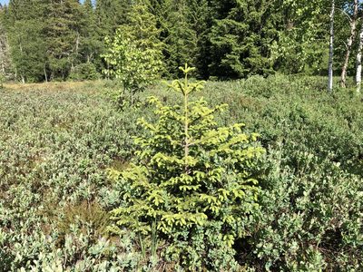 Picea abies, photographed by Jason Grant