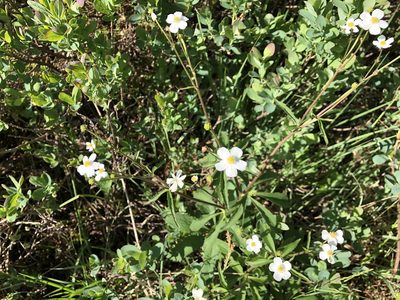 Ranunculus aconitifolius, photographed by Jason Grant