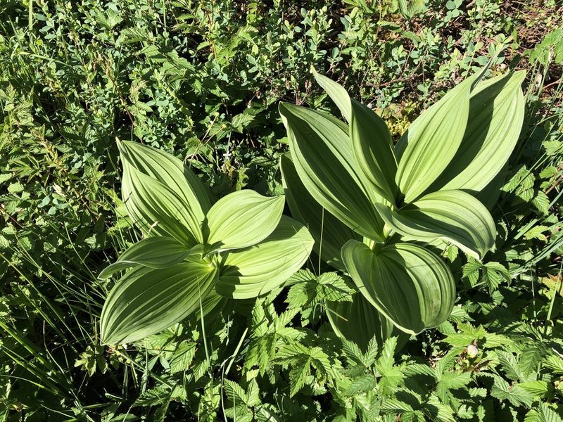 Veratrum album, photographed by Jason Grant