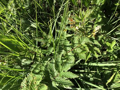 Filipendula ulmaria, photographed by Jason Grant