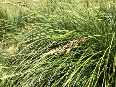 Carex paniculata
