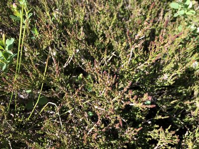Calluna vulgaris, photographed by Jason Grant