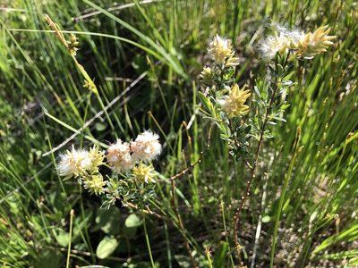 Salix repens, photographed by Jason Grant
