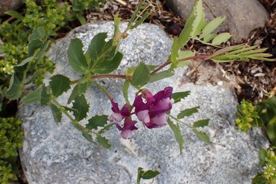 Lathyrus japonicus, photographed by Maria