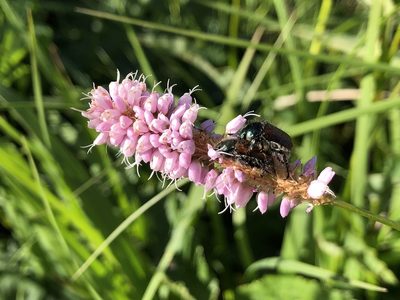 Persicaria bistorta, photographed by Jason Grant