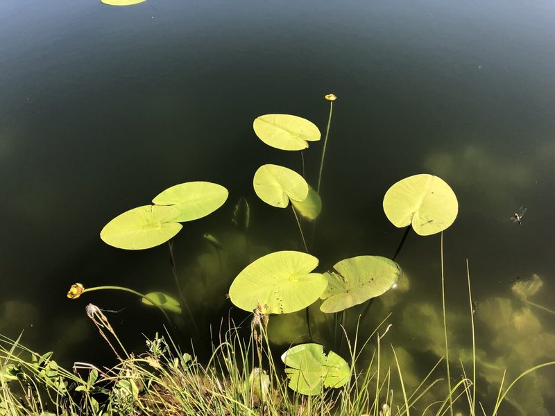 Nuphar lutea, photographed by Jason Grant