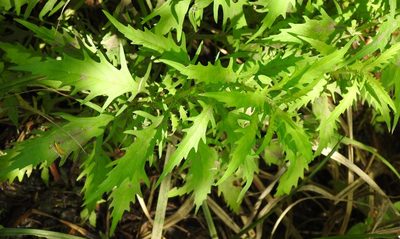 Dysphania ambrosioides