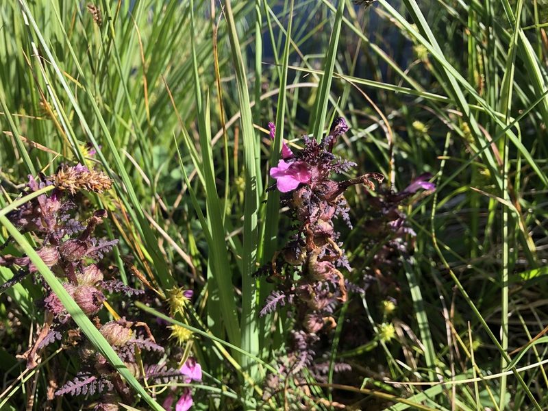 Pedicularis palustris, photographed by Jason Grant