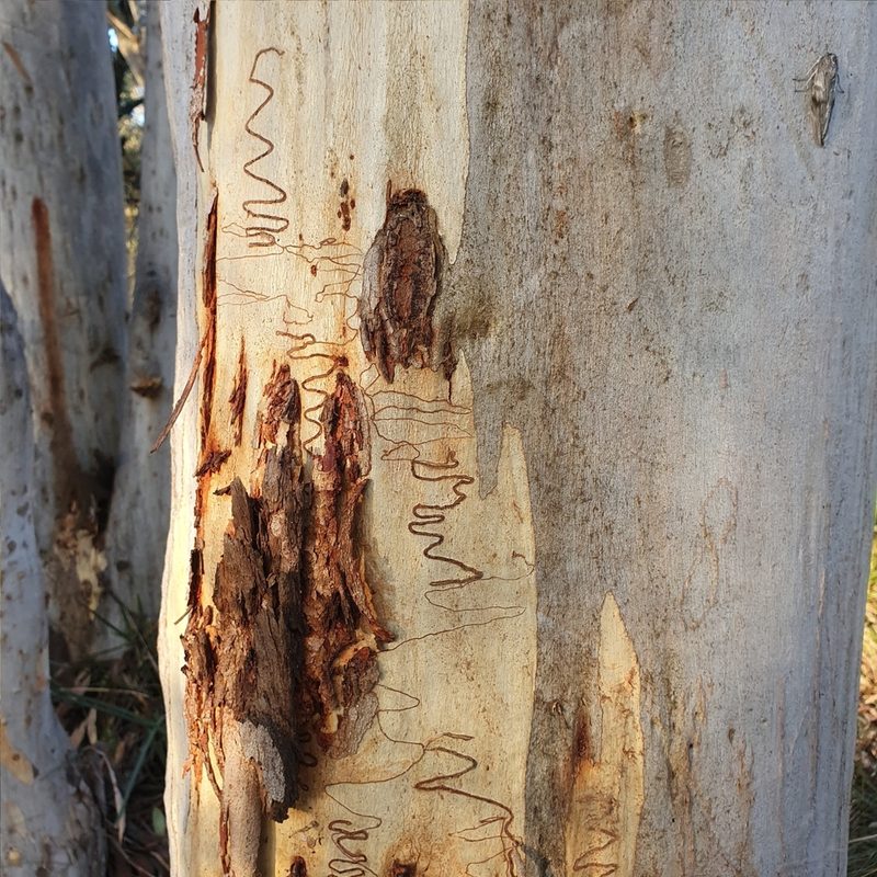 Eucalyptus rossii, photographed by ronavery
