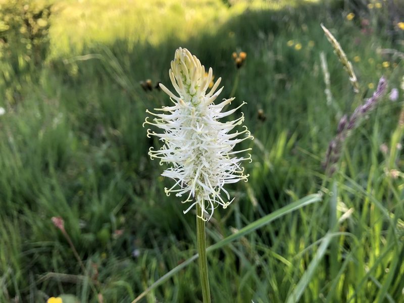 Phyteuma spicatum, photographed by Jason Grant