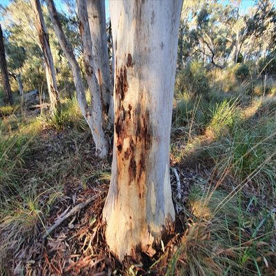 Eucalyptus rossii, photographed by ronavery