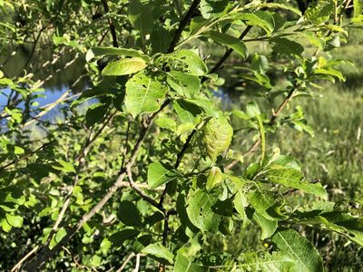 Salix caprea, photographed by Jason Grant