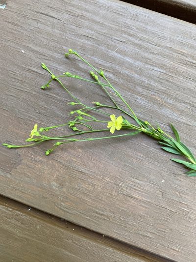 Linum virginianum, photographed by Carol Ann McCormick