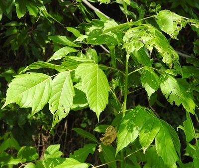 Acer negundo, photographed by saltyhiker