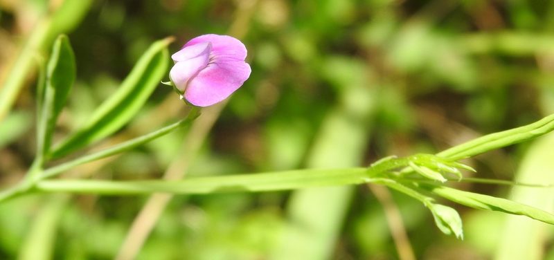 Lathyrus hirsutus, photographed by saltyhiker
