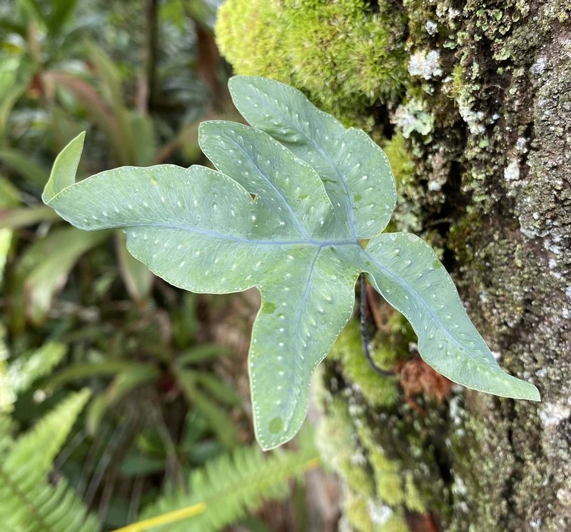 Phlebodium aureum, photographed by Lexi Amico