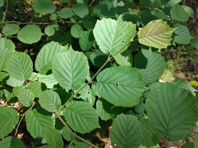 Corylus avellana, photographed by aga_l_