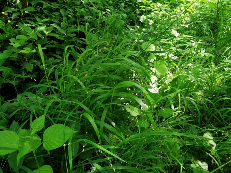 Melica uniflora, photographed by Rachel Webster