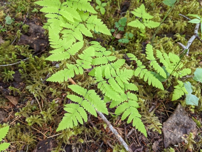Gymnocarpium dryopteris, photographed by Todd Boland