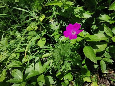 Geranium sanguineum, photographed by Rachel Webster