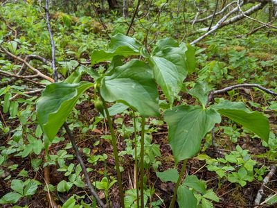 Trillium cernuum, photographed by Todd Boland