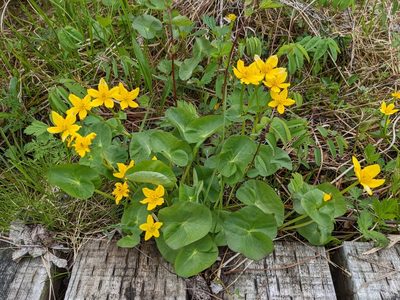 Caltha palustris, photographed by Todd Boland
