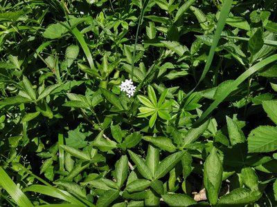 Galium odoratum, photographed by Rachel Webster