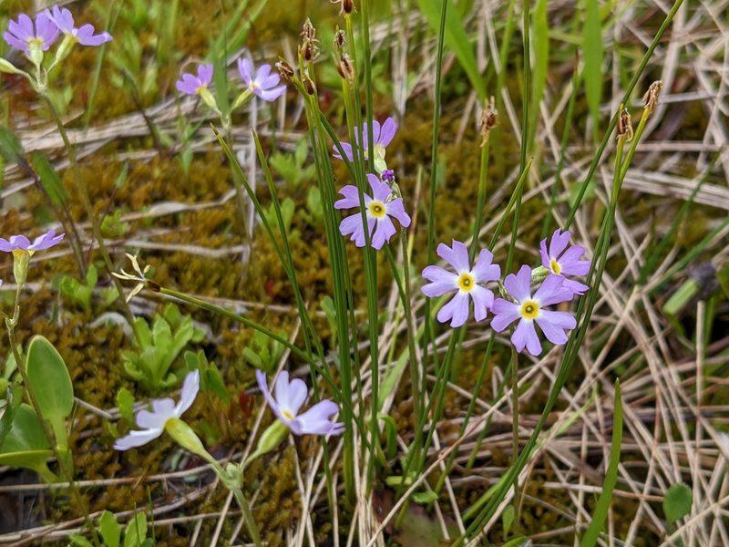Primula mistassinica, photographed by Todd Boland