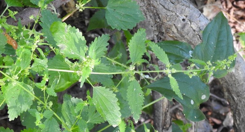 Urtica chamaedryoides, photographed by saltyhiker