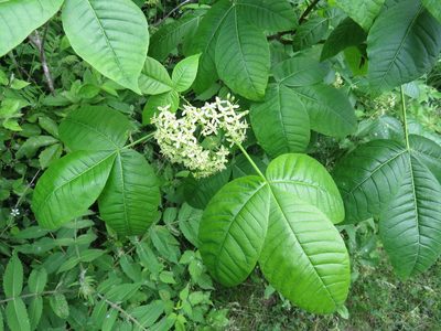 Ptelea trifoliata, photographed by Howard Williams
