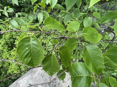 Betula lenta, photographed by Tom Pollard