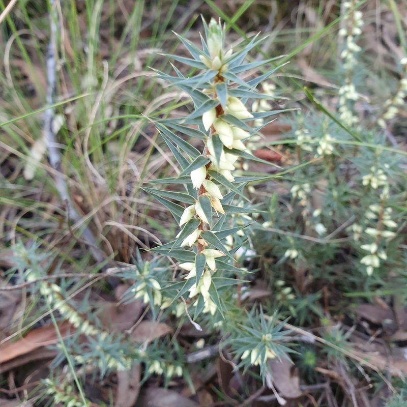 Melichrus urceolatus, photographed by ronavery