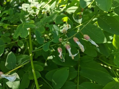 Robinia pseudoacacia, photographed by Benoit Renaud