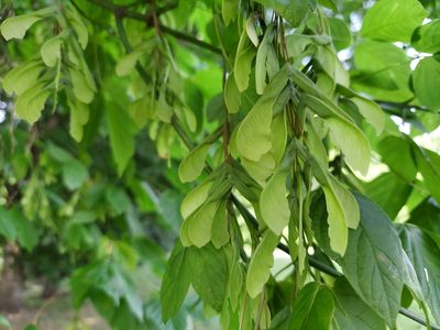 Acer negundo, photographed by Nicholas Stockmaster