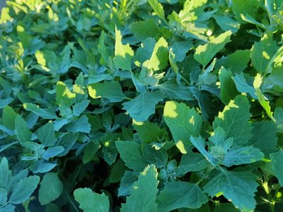 Chenopodium album, photographed by Ульяна Лалак