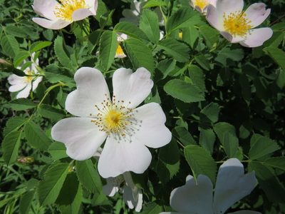 Rosa canina, photographed by Howard Williams