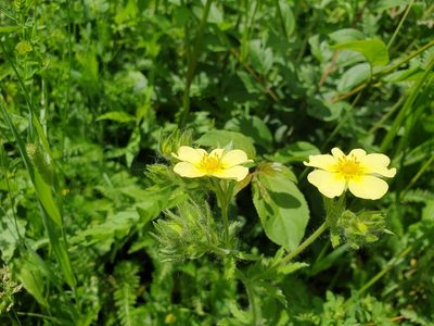 Potentilla recta, photographed by Étienne Léveillé-Bourret