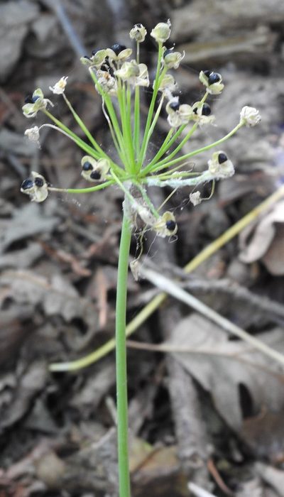 Allium fraseri, photographed by saltyhiker