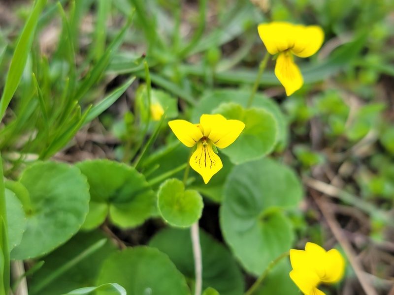 Viola biflora, photographed by Elias