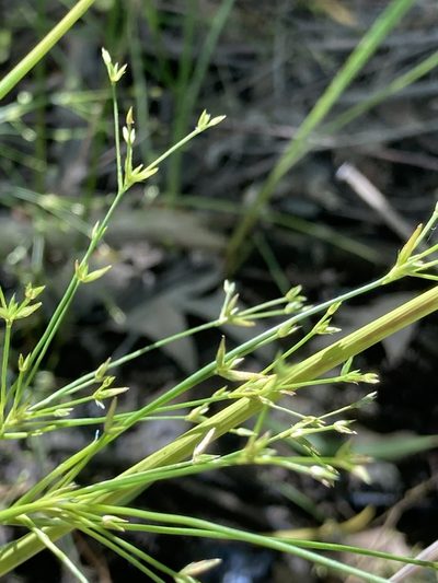 Juncus diffusissimus, photographed by Joseph McPhail