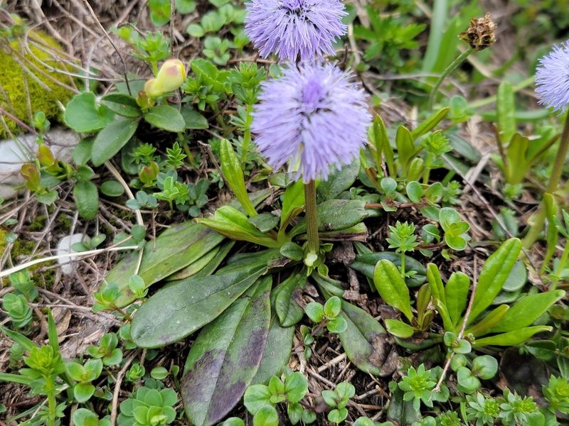 Globularia nudicaulis, photographed by Elias