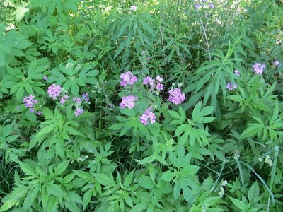 Hesperis matronalis, photographed by Howard Williams