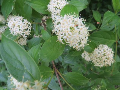 Cornus racemosa