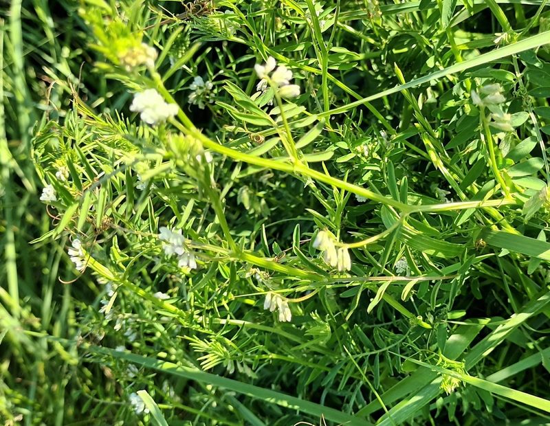 Vicia hirsuta, photographed by Jane Concannon
