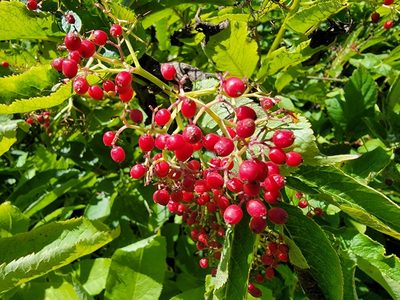 Sambucus racemosa, photographed by Theo Summer