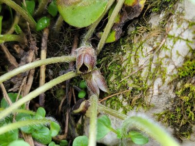Asarum europaeum, photographed by Elias