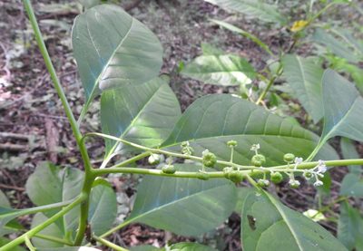 Phytolacca americana