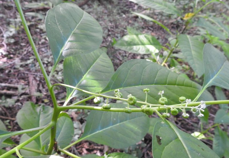 Phytolacca americana, photographed by saltyhiker