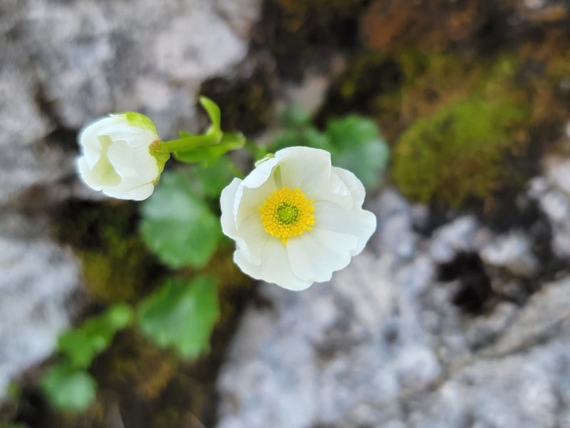 Ranunculus alpestris, photographed by Elias